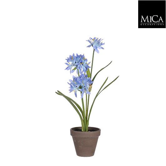 Agapanthus Blue In Pot ÃƒÆ’Ã‹Å“11,5Cm - H45Xd20Cm