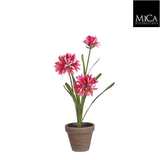 Agapanthus Pink In Pot ÃƒÆ’Ã‹Å“11,5Cm - H45Xd20Cm