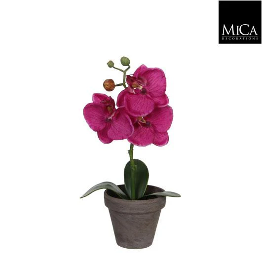 Phalaenopsis Purple In Pot ÃƒÆ’Ã‹Å“9Cm - H26Xd12Cm